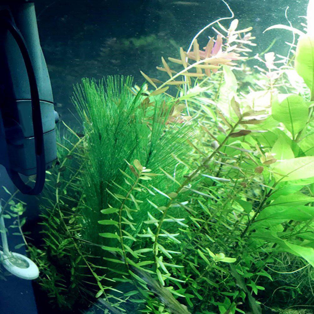 1/3Pcs 28/40cm Aquarium Fish T - огляд і ціна Live Plant Aquarium