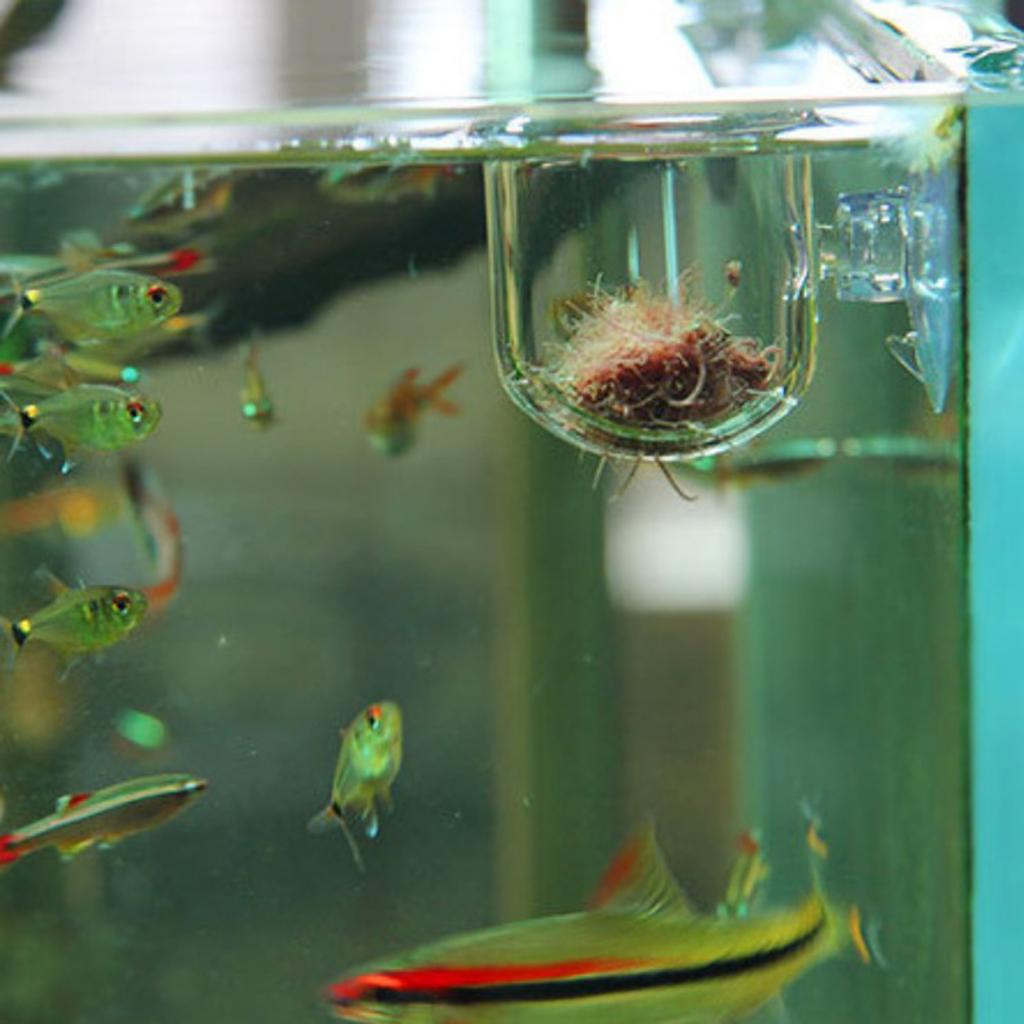 Fish Feeding Basket Glass Aqua - огляд і ціна Aquarium Plants Live
